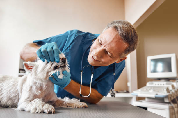  Northlake, SC Emergency Dentist Pros